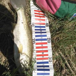 ノーシンカーリグ